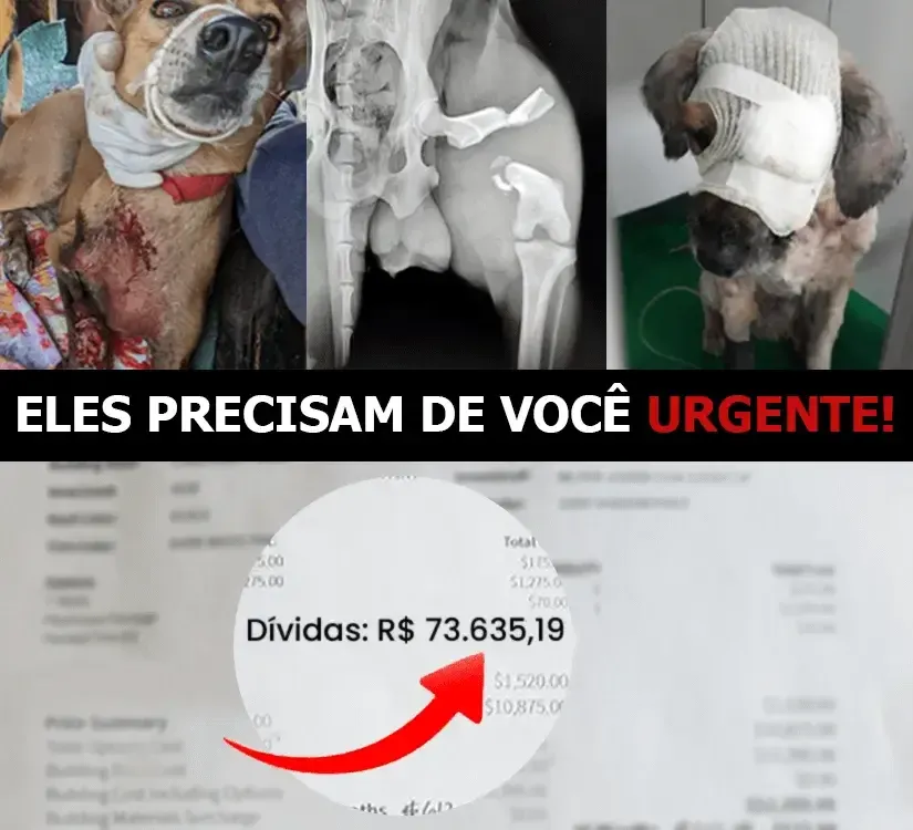 Animais sob nossos cuidados